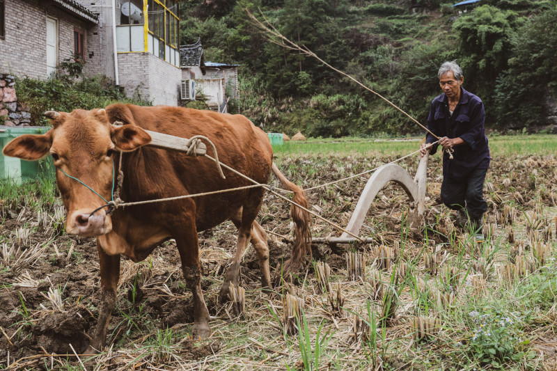 Enslaved cow working fields